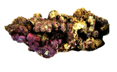 Indonesia Premium Live Rock - živá skála 10 kg