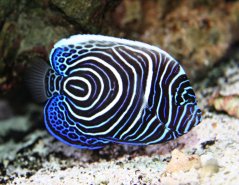 Pomacanthus imperator