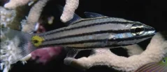 Cheilodipterus quinquilineatus