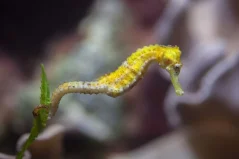 Hippocampus reidi