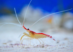 Lysmata amboinensis