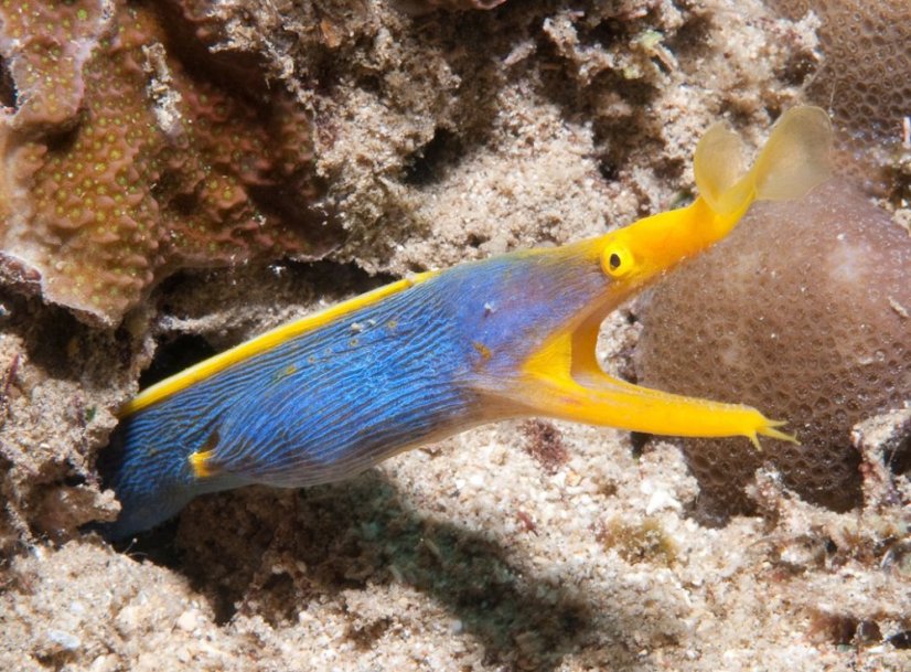 Rhinomuraena quaesita