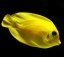 acanthurus pyroferus3