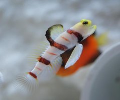 dracula goby