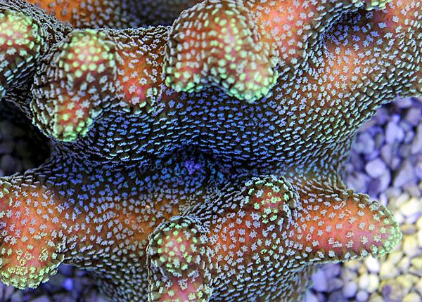 Stylophora sp. Yellow purple Aussie