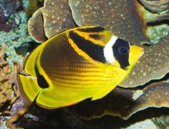ch. lunula