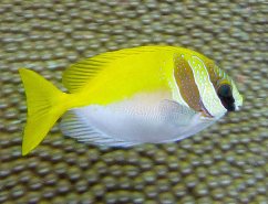 Siganus virgatus2