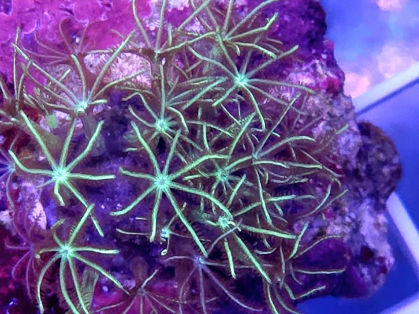 Pachyclavularia sp. JEWEL