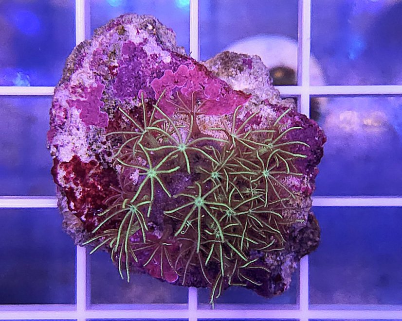 Pachyclavularia sp. JEWEL