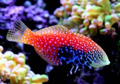 Macropharyngodon Bipartis