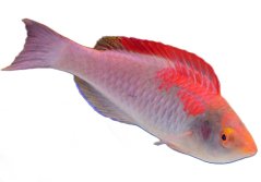 Cirrhilabrus adornatus