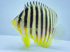 Paracentropyge multifasciata