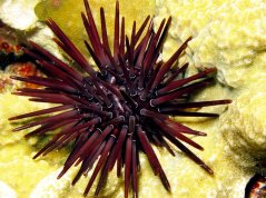 echinometra mathaei2