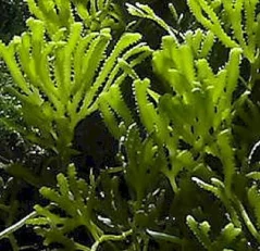Caulerpa serrulata (Sawtooth algae)