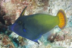 Pervagor janthinosoma