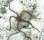 ophiomastix annulosa