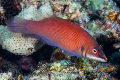p.evanidus