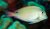 Acanthurus nigrofuscus