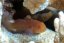 gobiodon rivulatus2