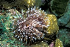 Sabellastarte magnifica
