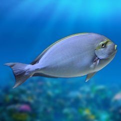 acanthurus mata s