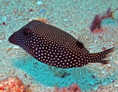 Ostracion meleagris - samice