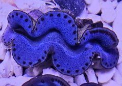 Tridacna maxima ULTRA BLUE č.3