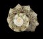 Lunella coronata I