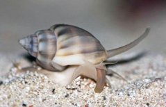 nassariusdistortus