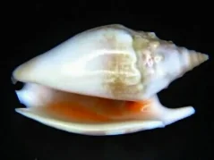 Strombus bulla