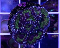 Favia sp. RAZOR EDGE