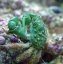 Mithraculus sculptus4