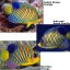 regal angel reefs