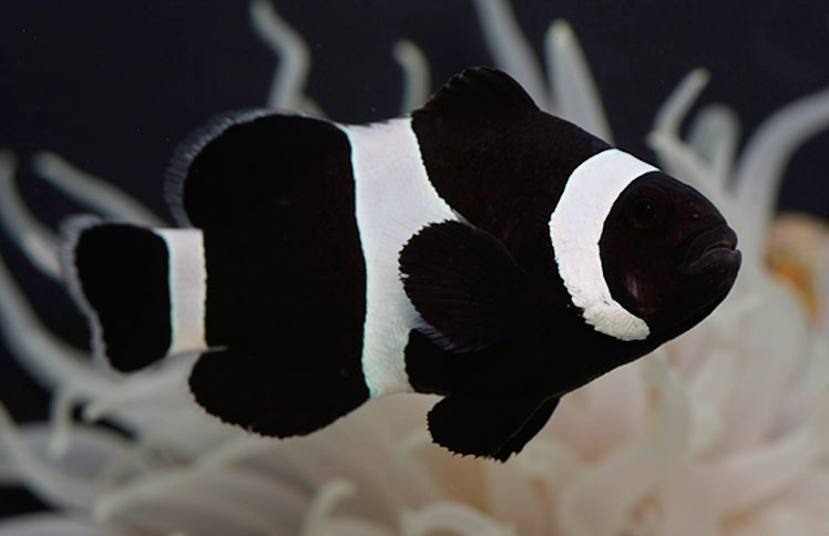 Amphiprion ocellaris Black - Velikost rybky: 2 - 3 cm (S)