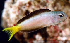 Meiacanthus mossambicus