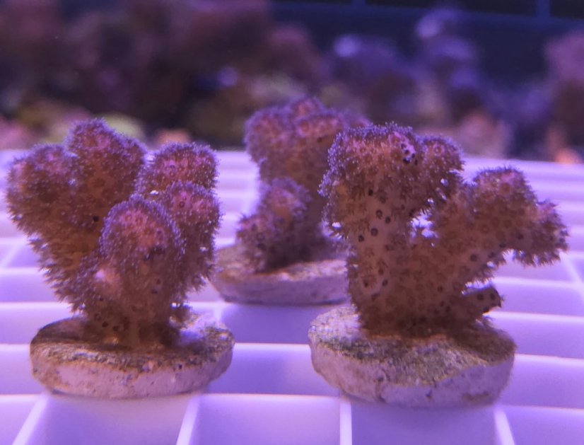 Pocillopora damicornis ROSA