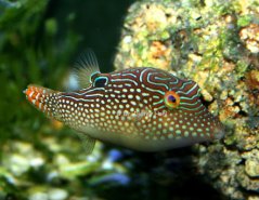 Canthigaster margaritata