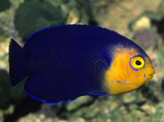 Centropyge argi