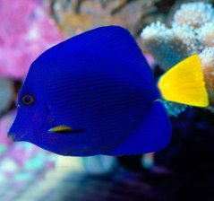 Zebrasoma xanthurum
