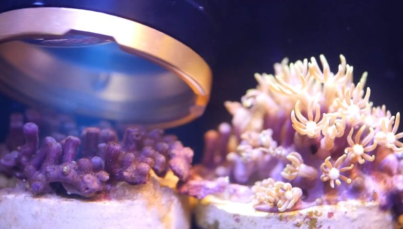 ITC Reef Delete światło UV-C do zwalczania szkodników
