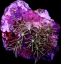 Pachyclavularia sp. JEWEL