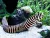 Gymnomuraena zebra