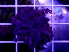 Goniopora sp. Purple/Blue