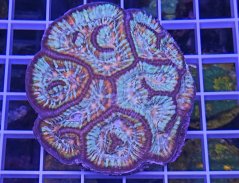Symhyllia wilsoni PREMIUN MULTICOLOR č.1