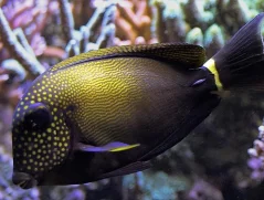 Acanthurus maculiceps