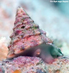 Tectus pyramis 5-7 cm