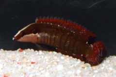 Belonepterygion fasciolatum 3-4 cm