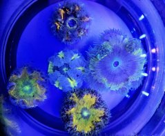 Epicystis crucifer ULTRA (Rock flower anemone)