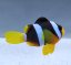 amphiprion clarkii3
