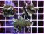 Pavona cactus GREEN